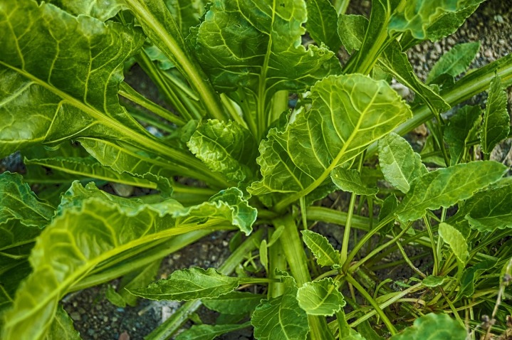 spinach leaves