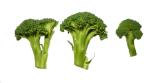 broccoli vegetable