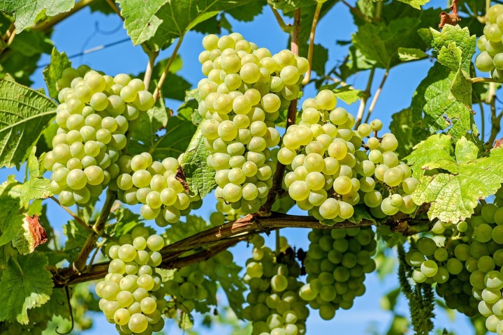 grapes fruit