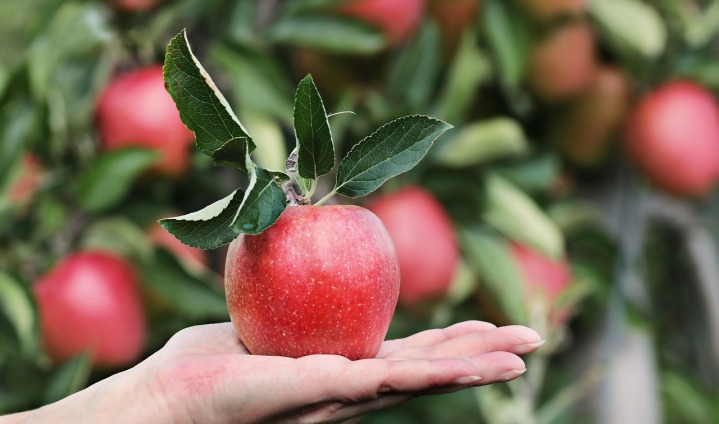 apple fruit